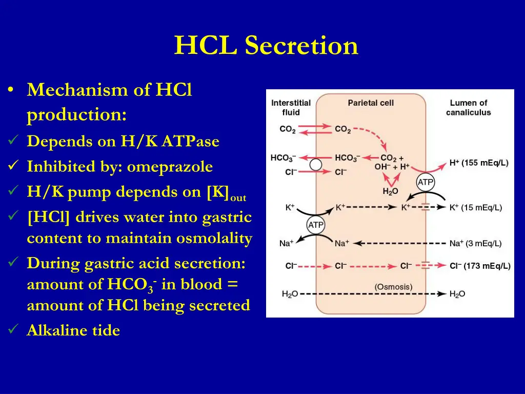hcl secretion