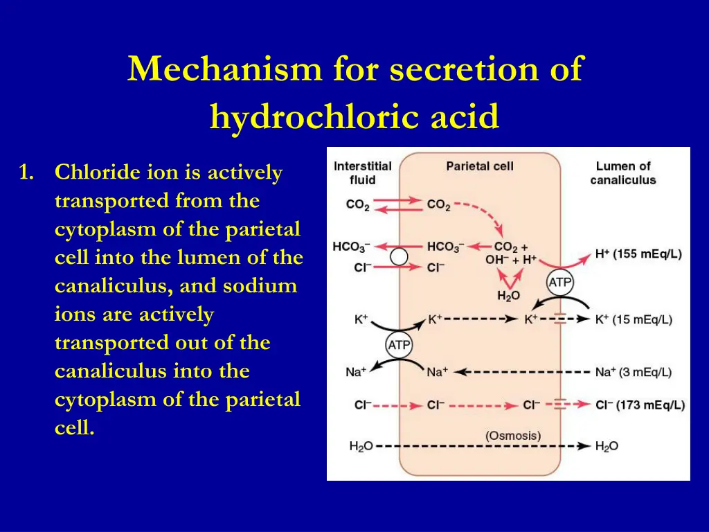 mechanism for secretion of hydrochloric acid