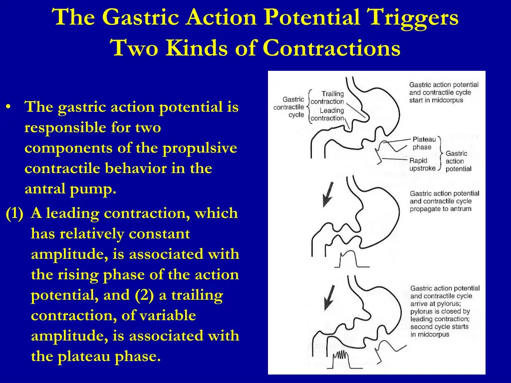the gastric action potential triggers two kinds