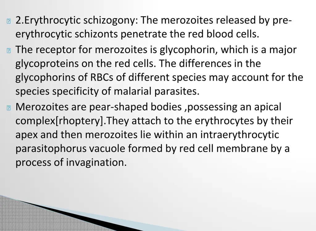 2 erythrocytic schizogony the merozoites released