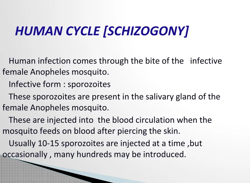 human cycle schizogony