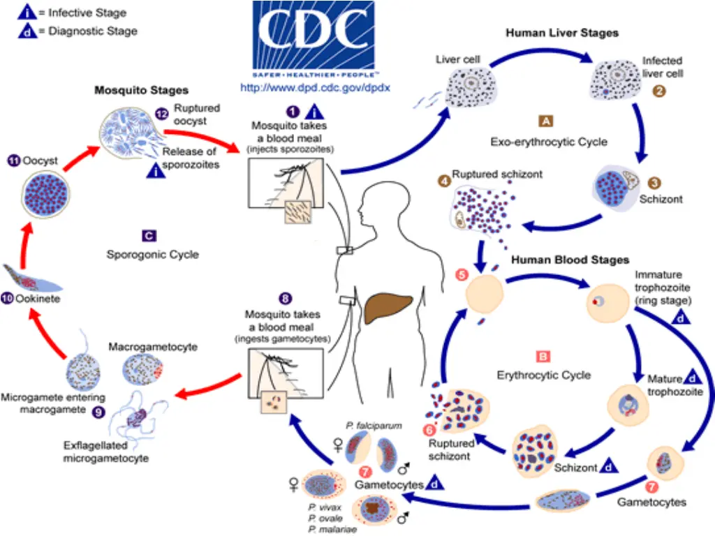 life cycle illustration