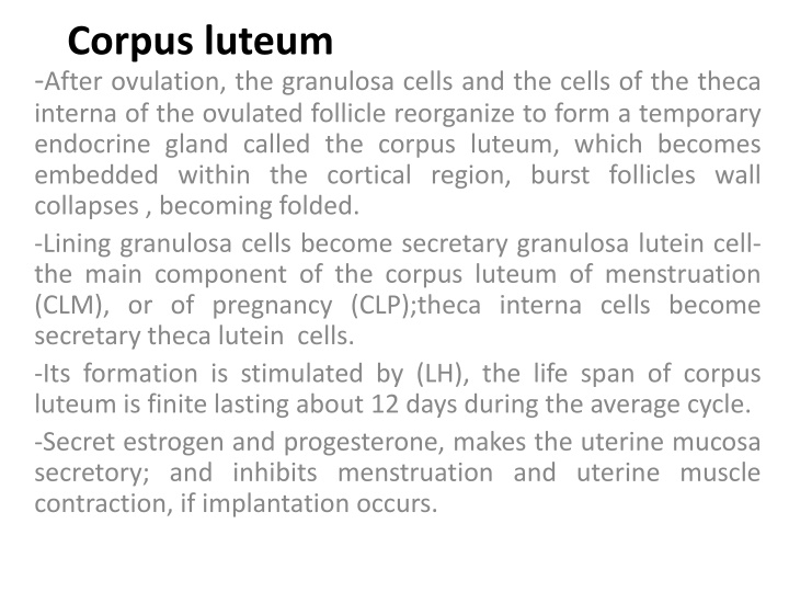 corpus luteum after ovulation the granulosa cells