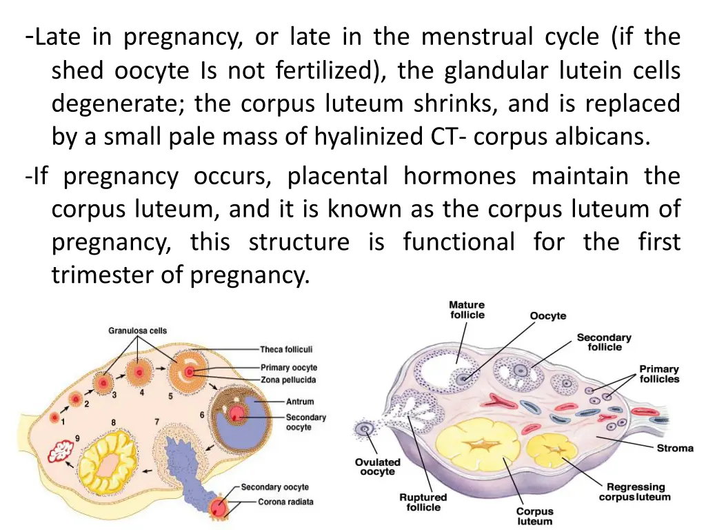 late in pregnancy or late in the menstrual cycle