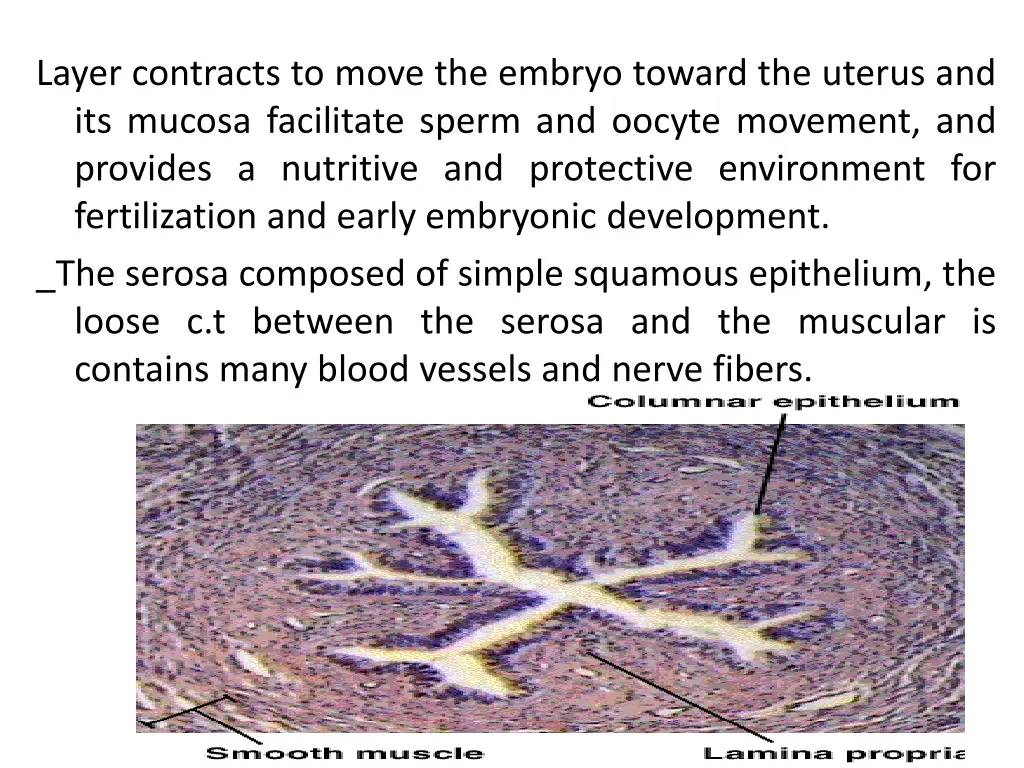 layer contracts to move the embryo toward
