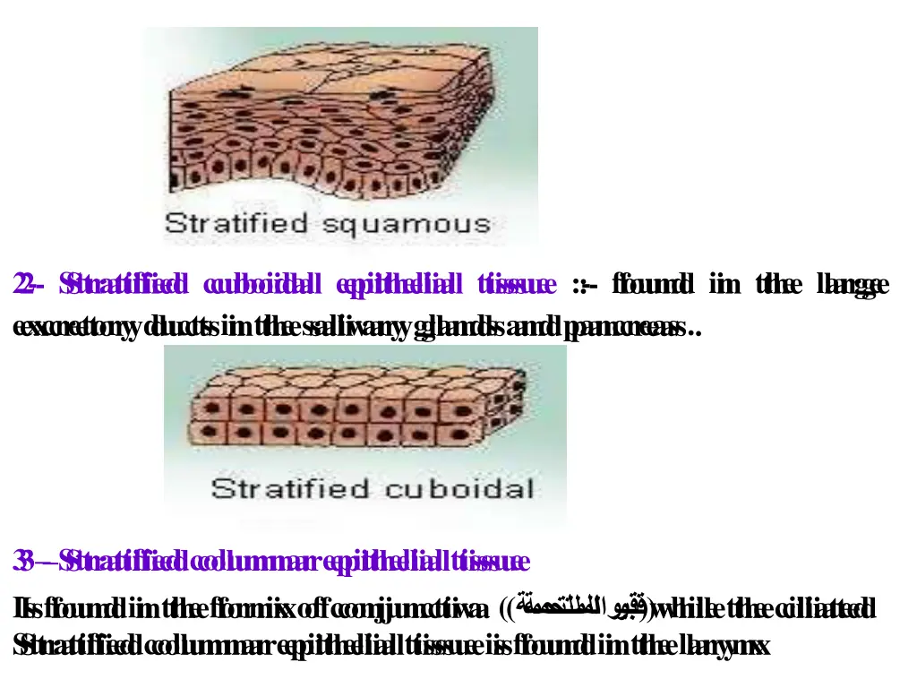 2 stratified cuboidal epithelial tissue found