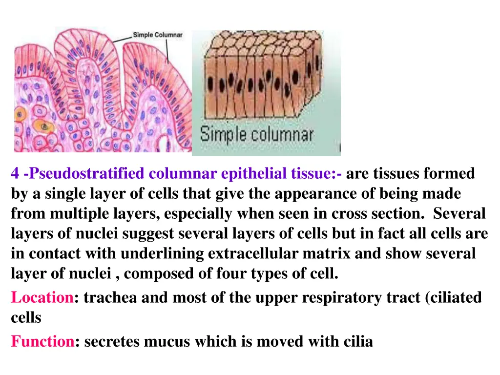 4 pseudostratified columnar epithelial tissue