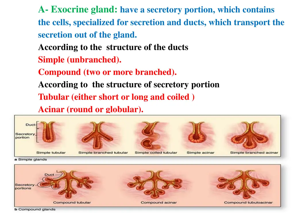 a exocrine gland have a secretory portion which