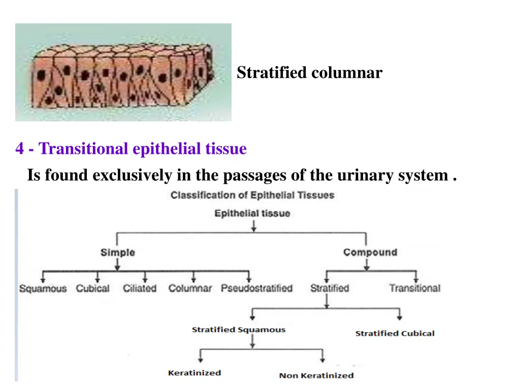 stratified columnar