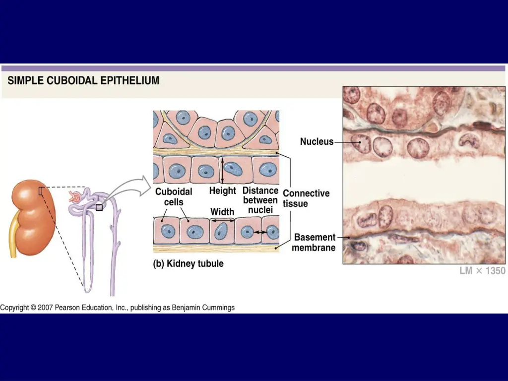slide10