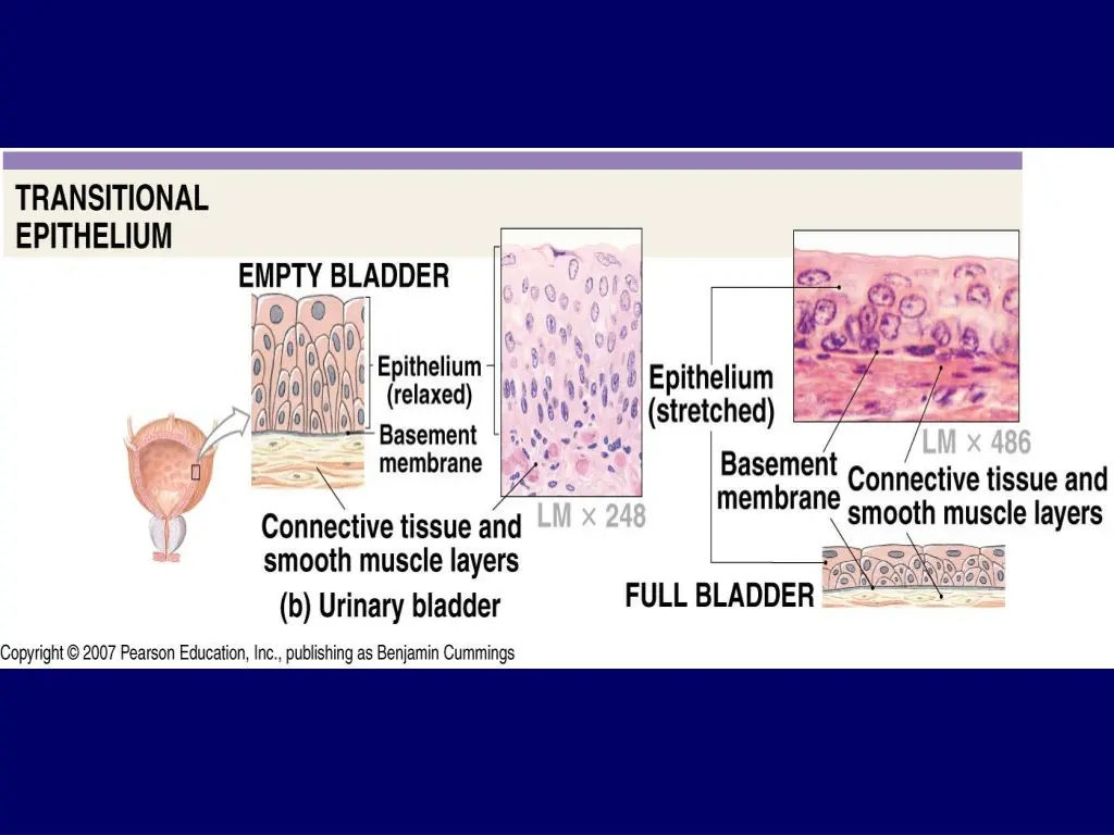 slide22