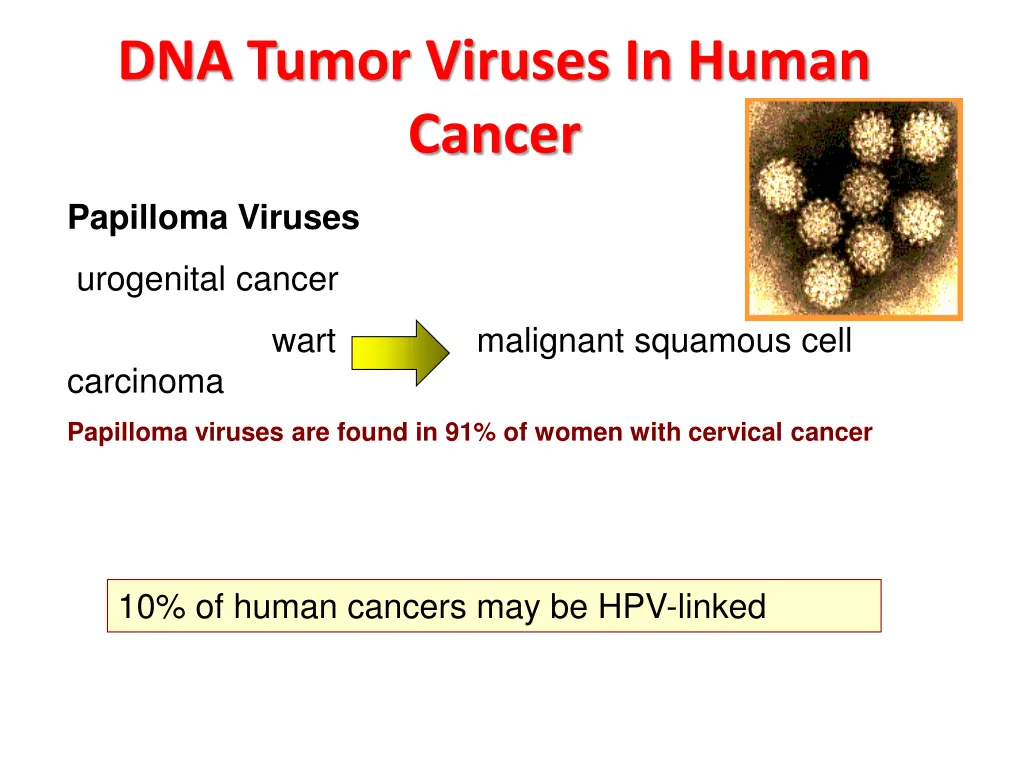 dna tumor viruses in human cancer