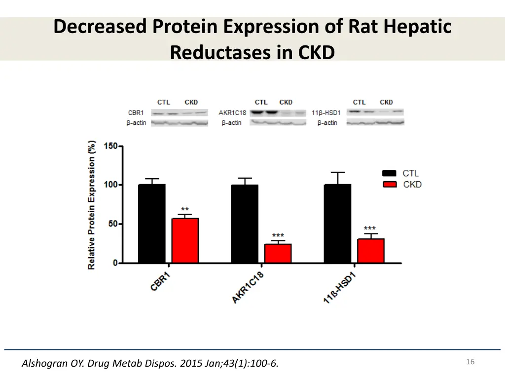 decreased protein expression of rat hepatic