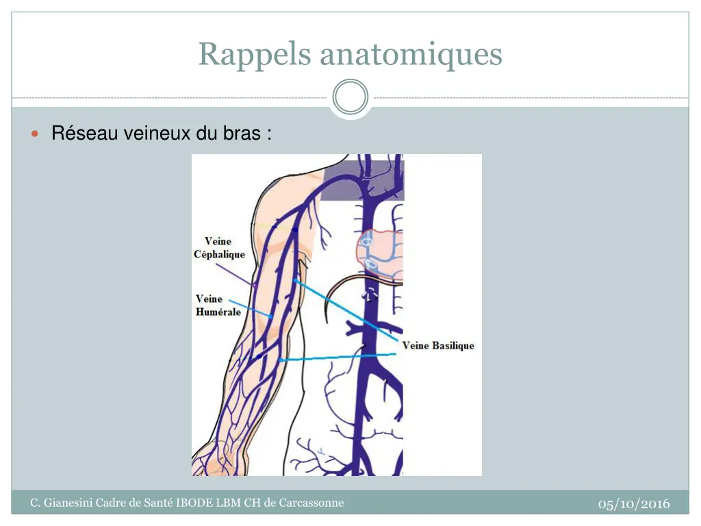 rappels anatomiques