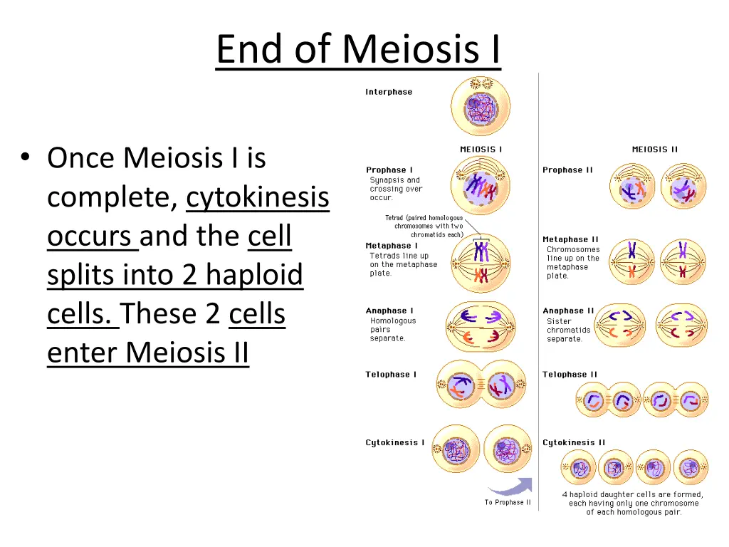 end of meiosis i