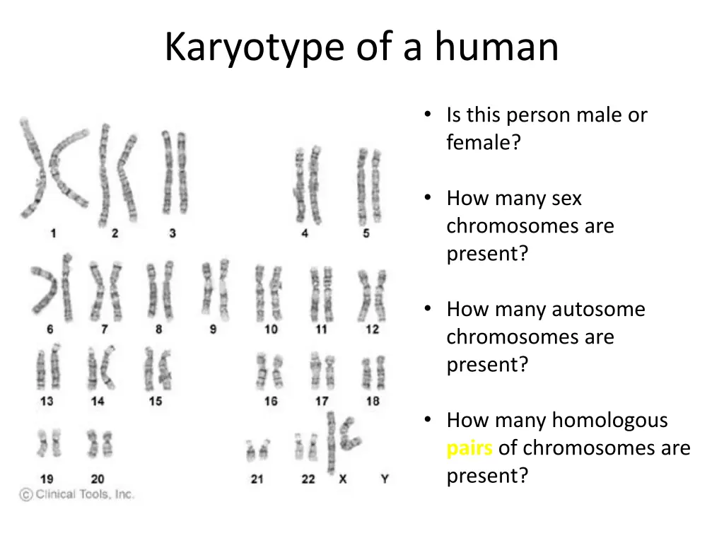 karyotype of a human