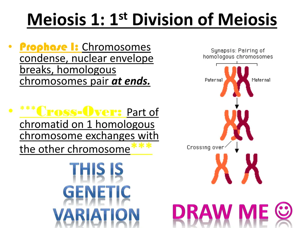 meiosis 1 1 st division of meiosis