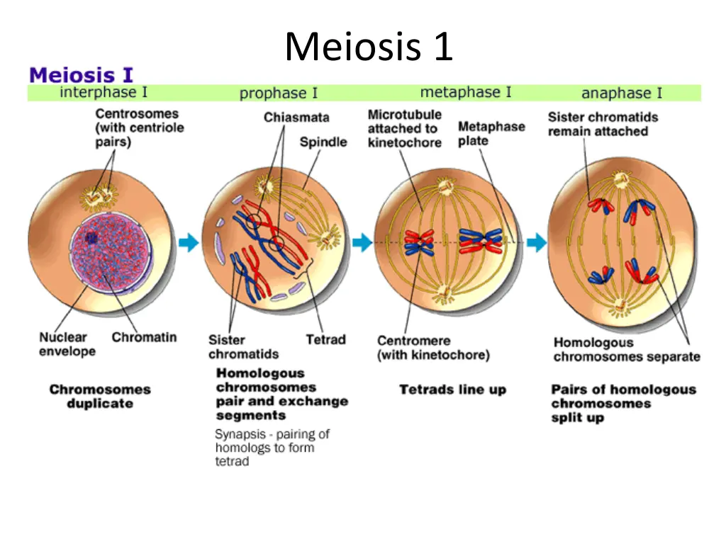 meiosis 1