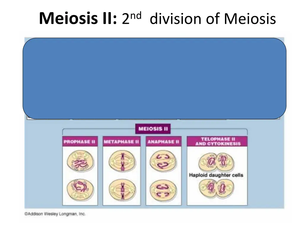 meiosis ii 2 nd division of meiosis