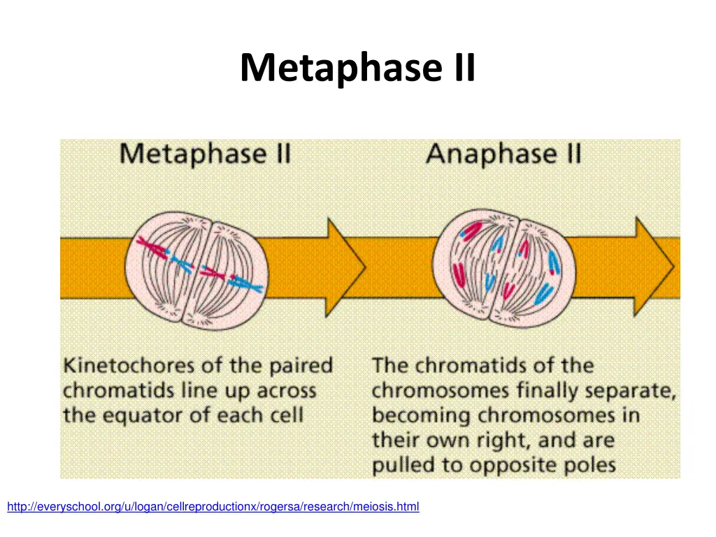 metaphase ii