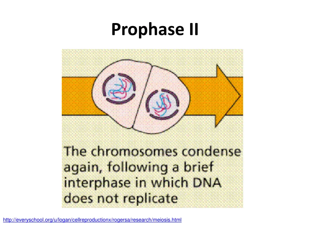 prophase ii
