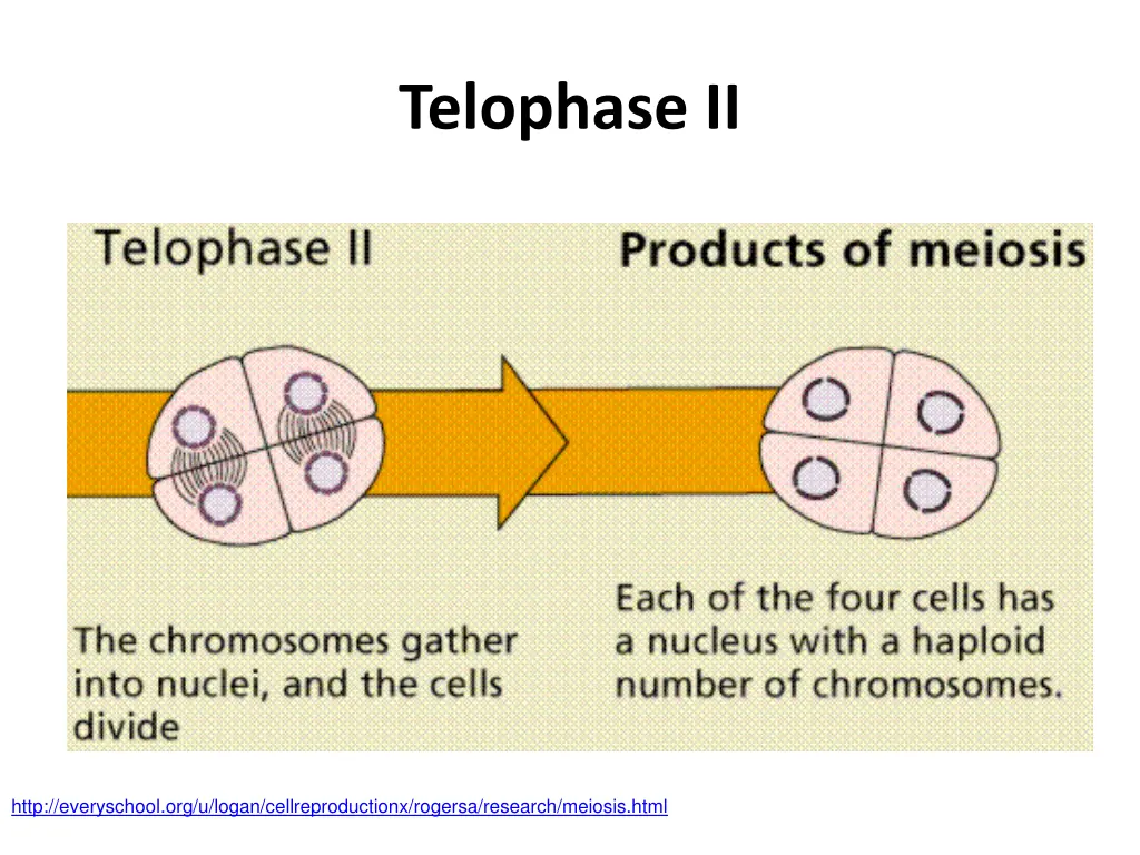 telophase ii