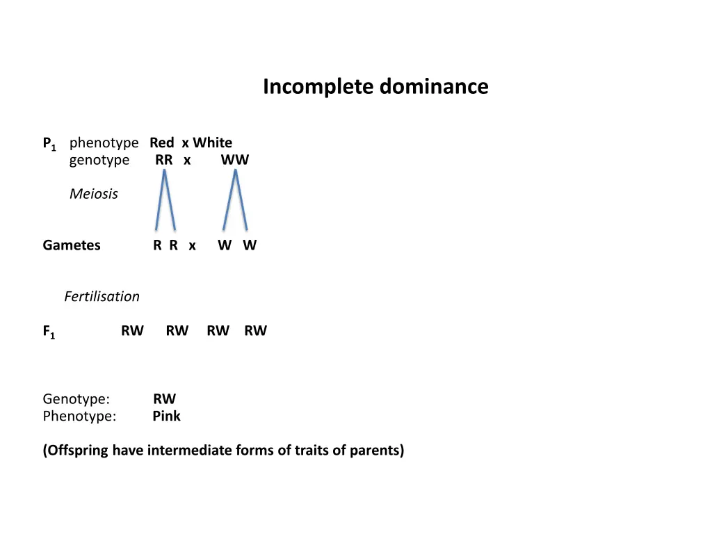 incomplete dominance