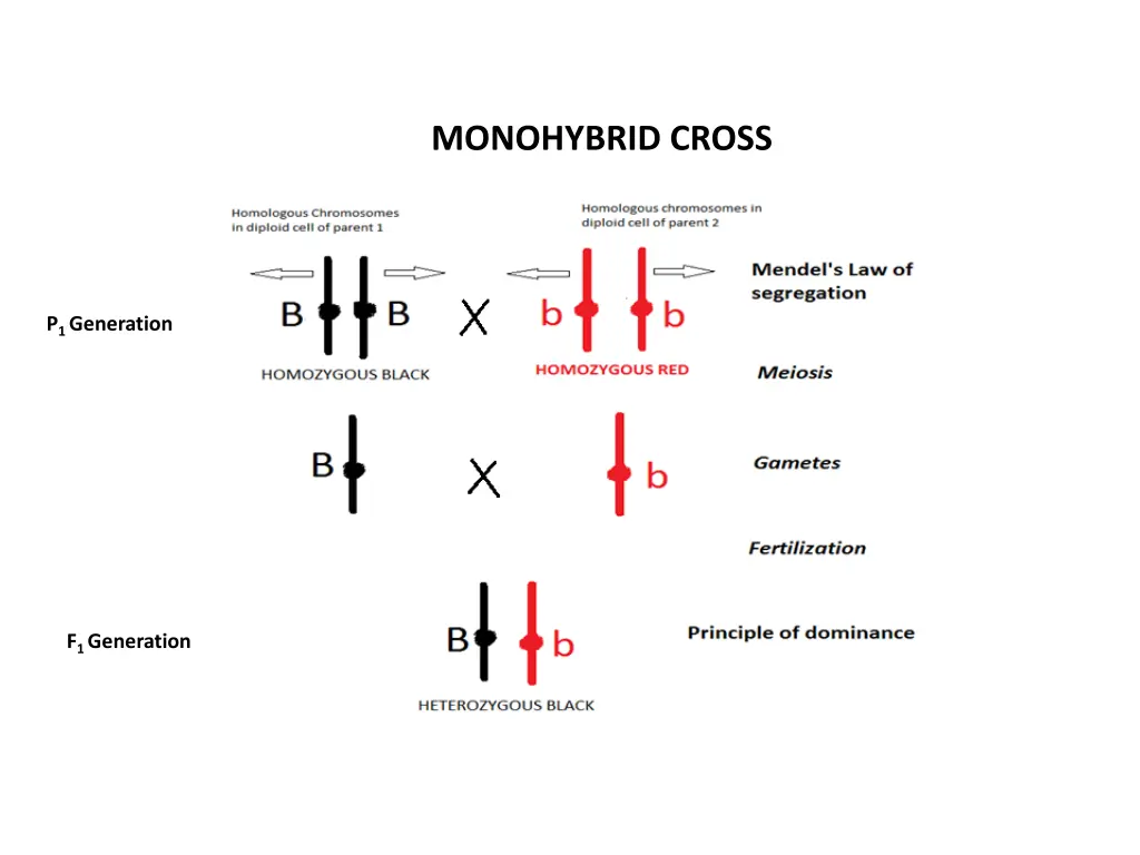 monohybrid cross