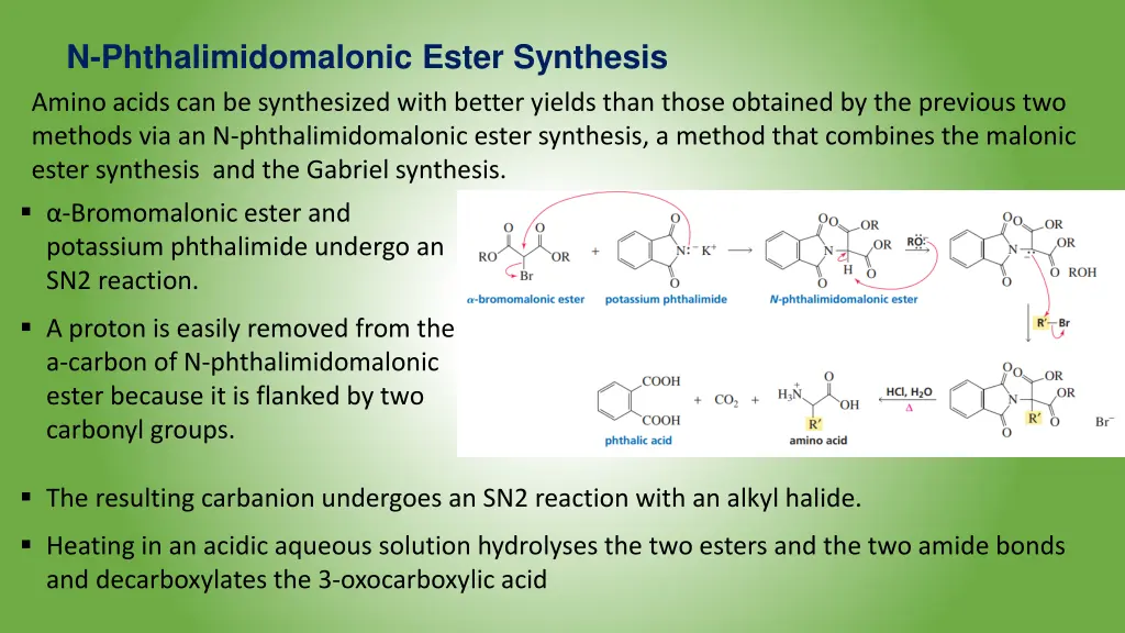 n phthalimidomalonic ester synthesis amino acids