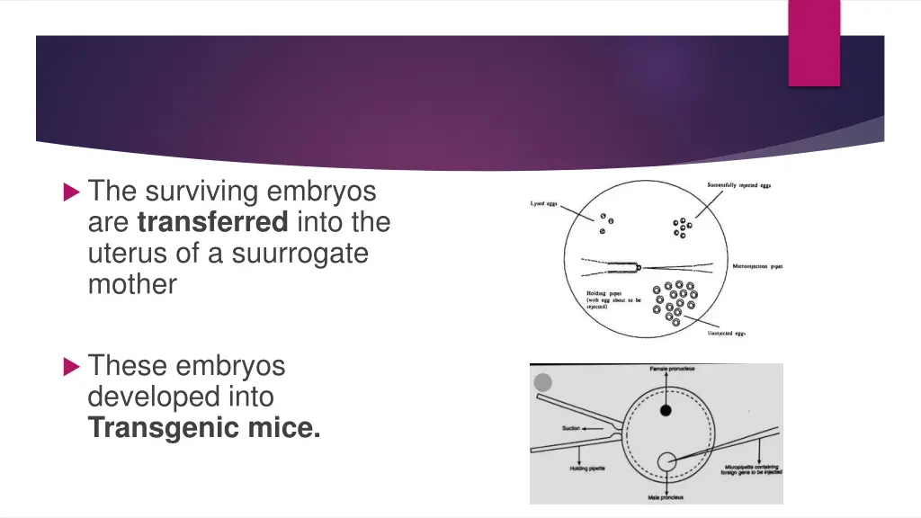 the surviving embryos are transferred into