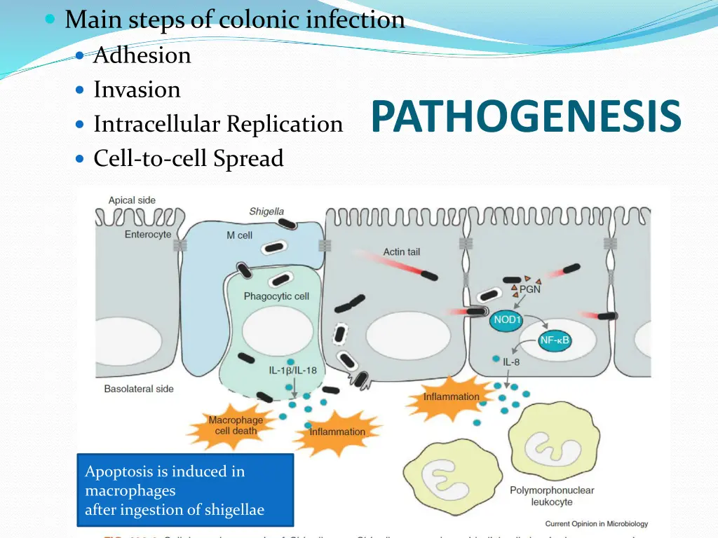 main steps of colonic infection