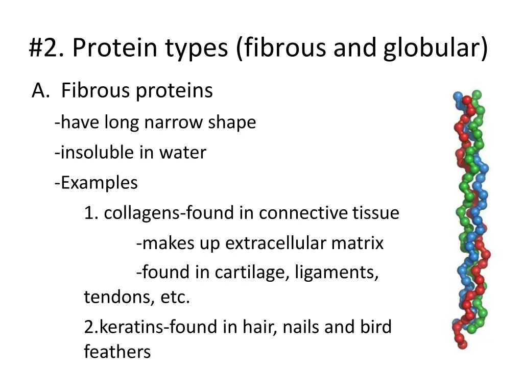 2 protein types fibrous andglobular