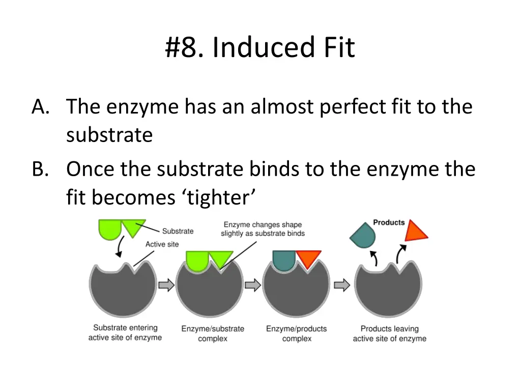 8 induced fit