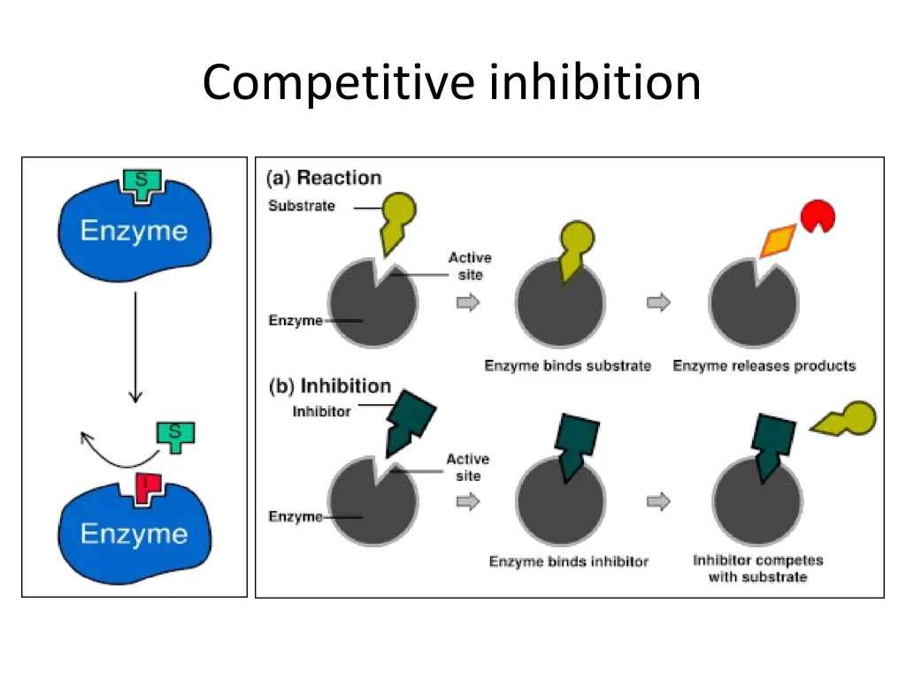 competitive inhibition