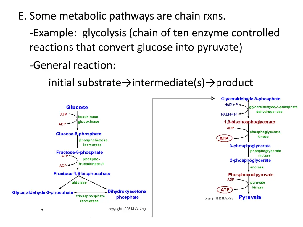 e some metabolic pathways are chain rxns example