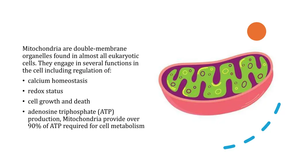 mitochondria are double membrane organelles found