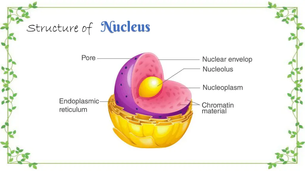 structure of nucleus