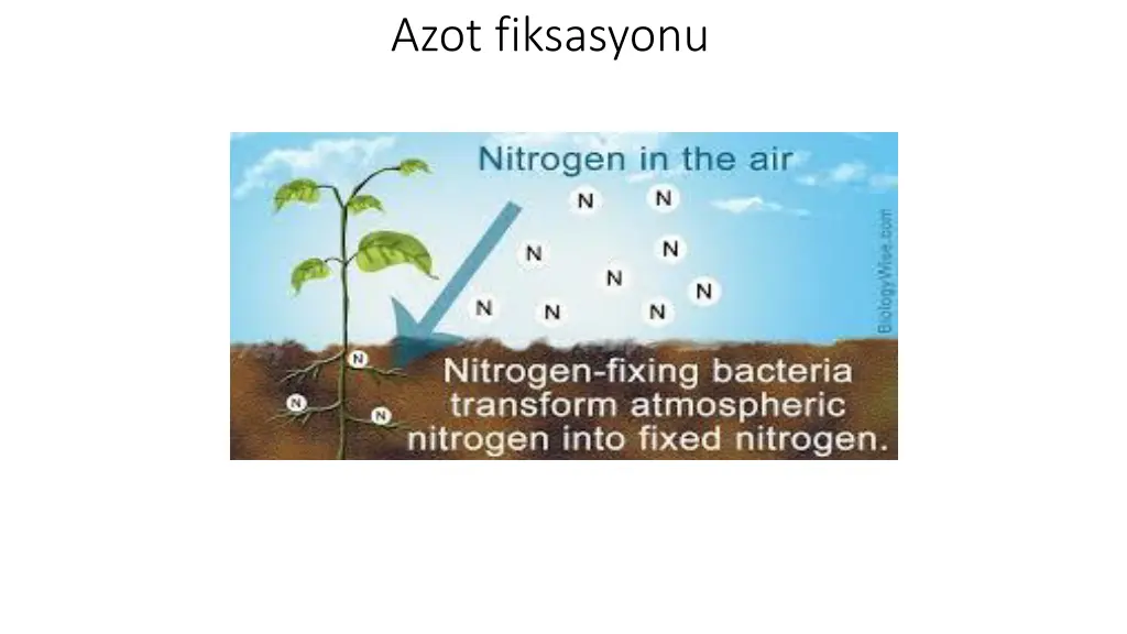 azot fiksasyonu