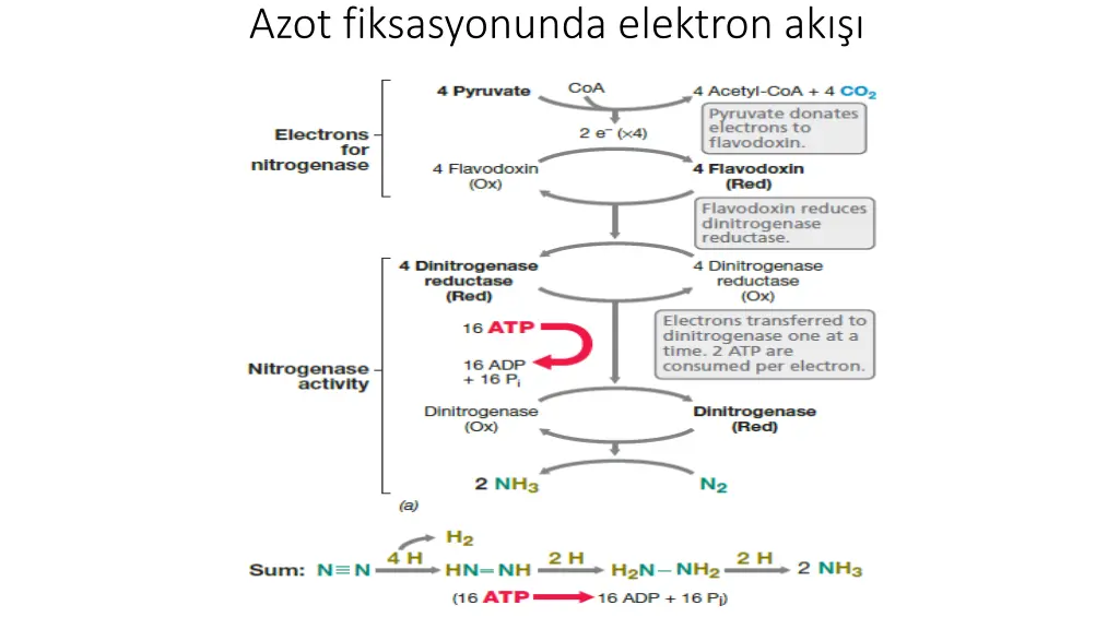 azot fiksasyonunda elektron ak