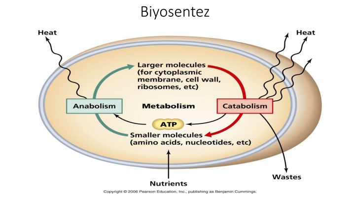 biyosentez
