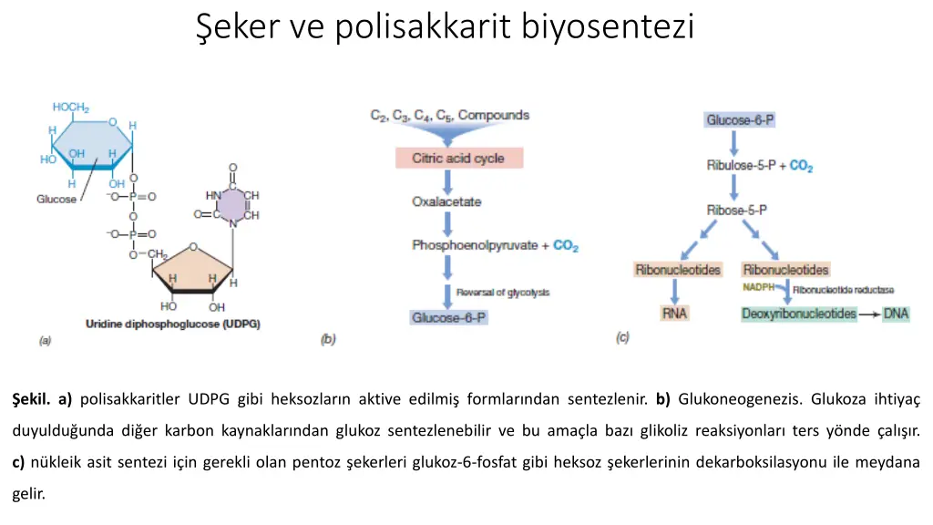 eker ve polisakkarit biyosentezi