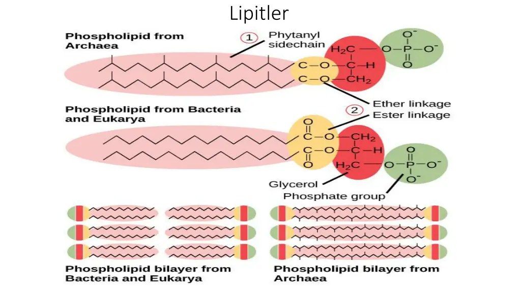 lipitler