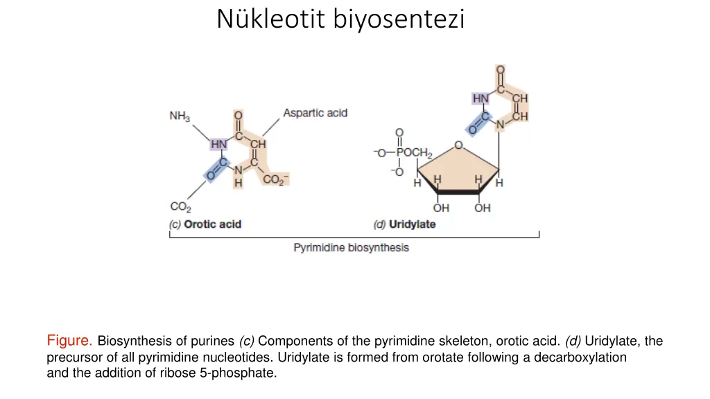 n kleotit biyosentezi 1