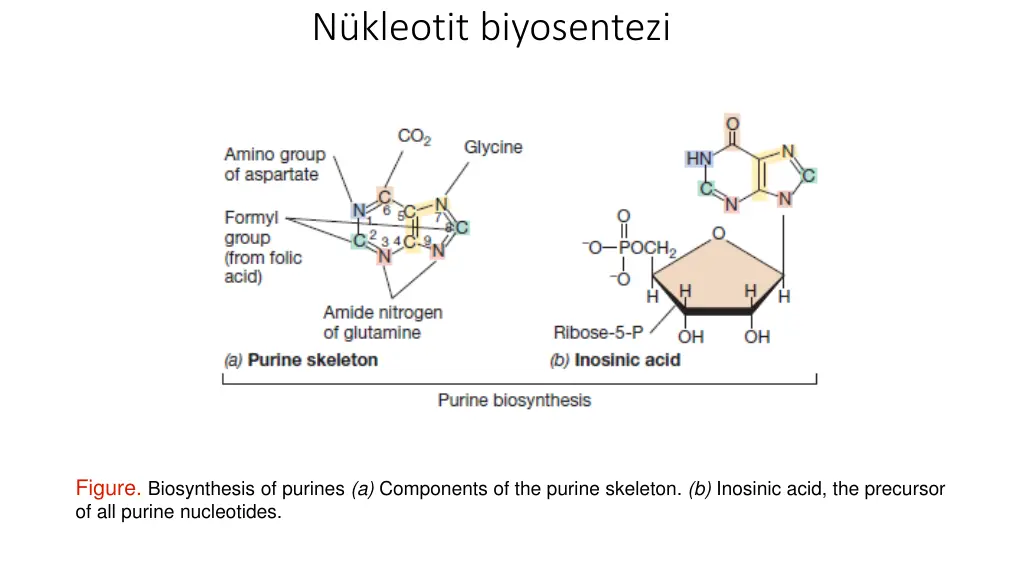n kleotit biyosentezi