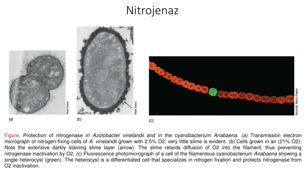 nitrojenaz 1