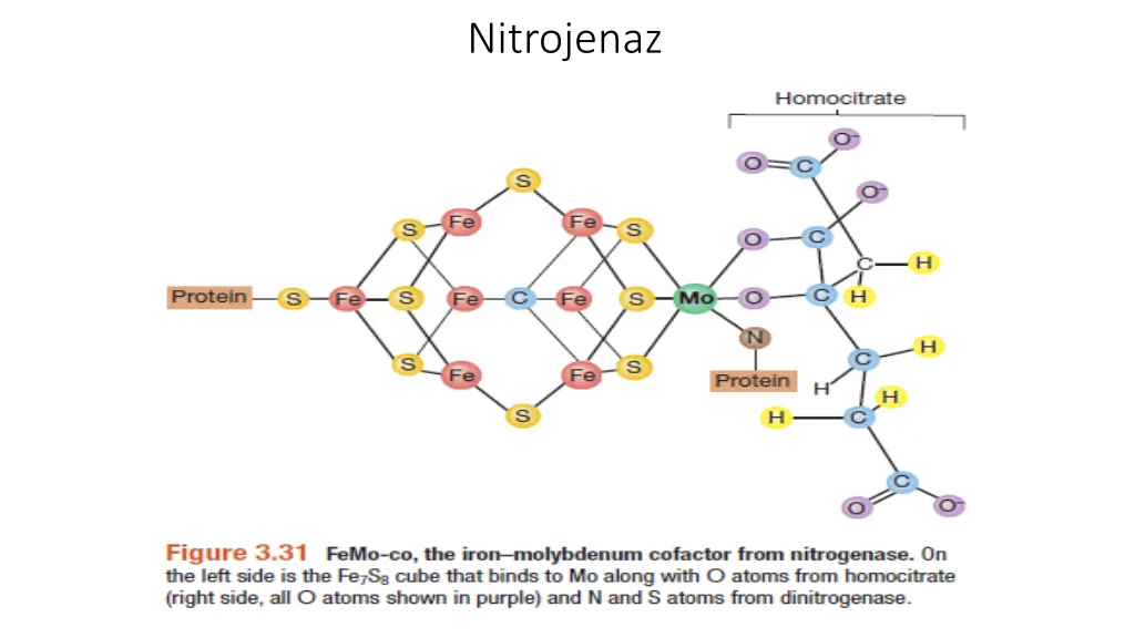 nitrojenaz