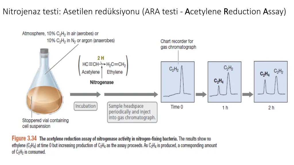 nitrojenaz testi asetilen red ksiyonu ara testi