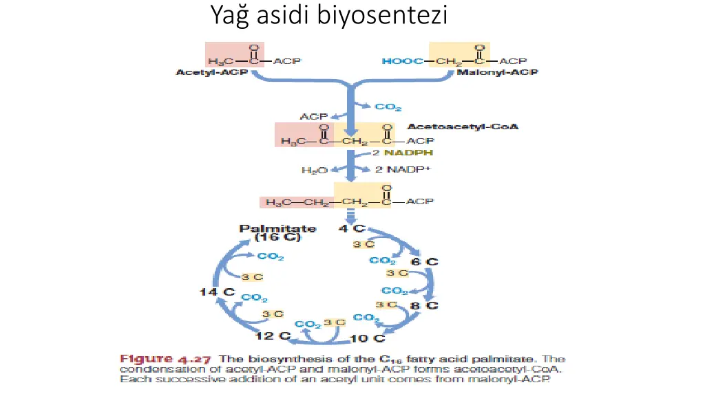 ya asidi biyosentezi