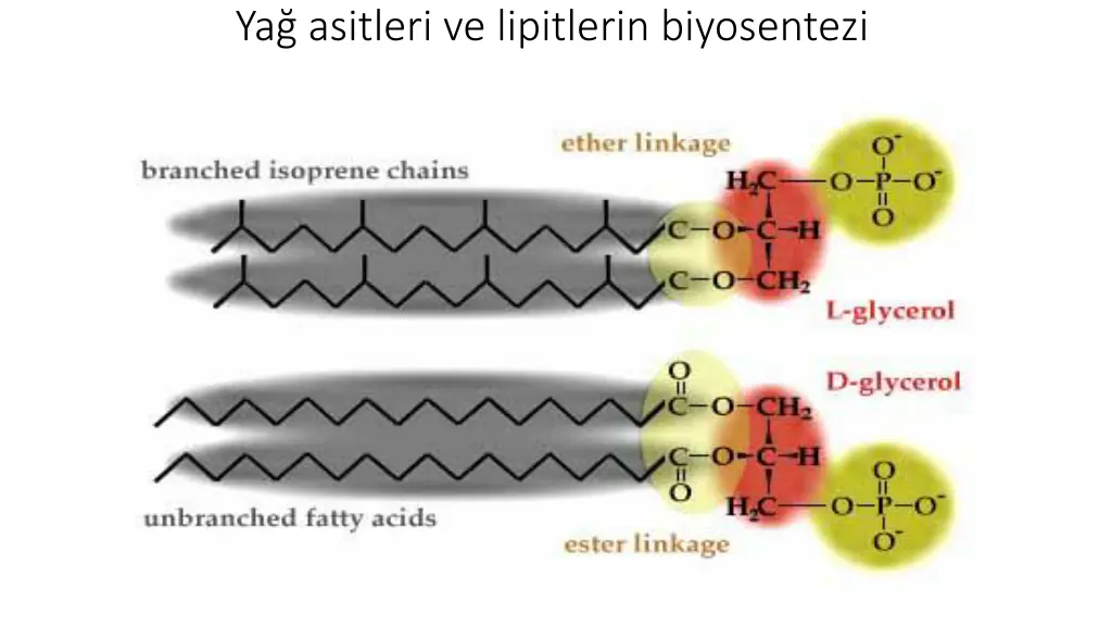 ya asitleri ve lipitlerin biyosentezi