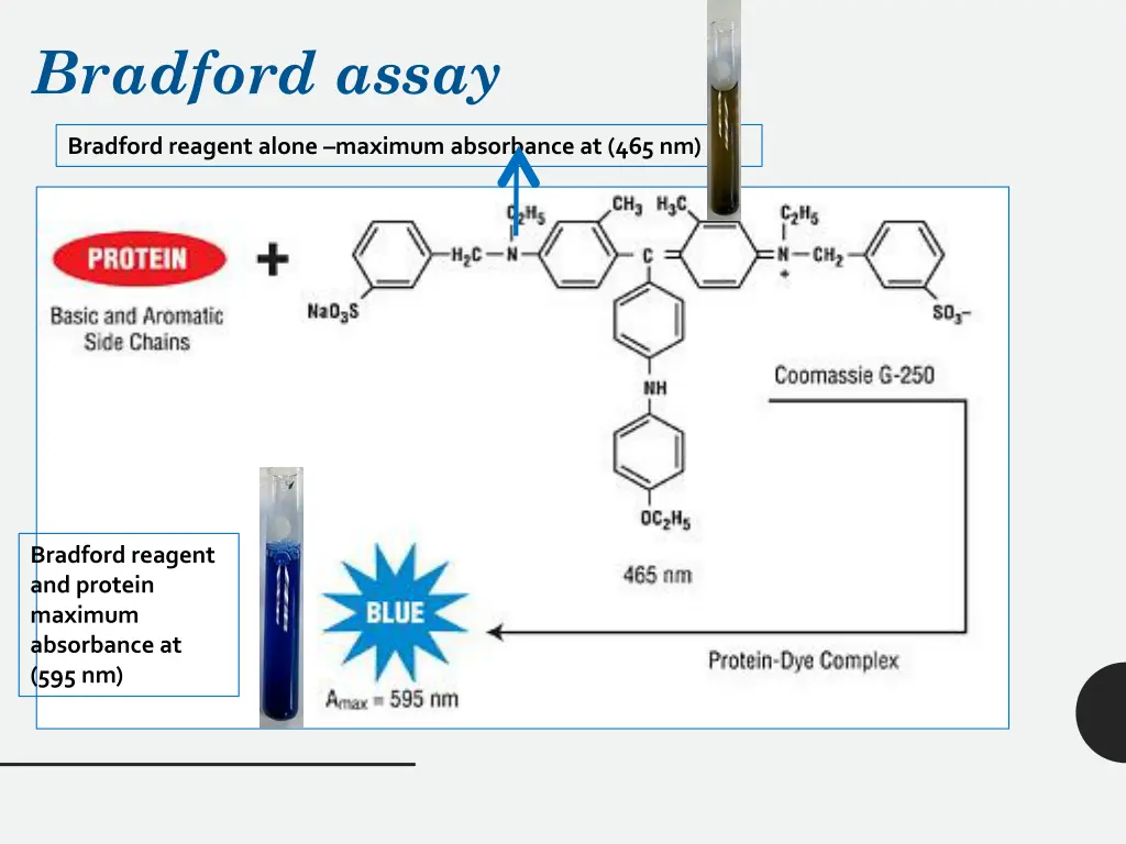 bradford assay